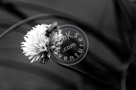 Chive_Blossoms_03_Black_N_White_KTA3351