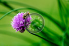 Chive_Blossoms_04_KTA3351