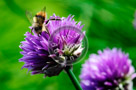 Chive_Blossoms_08_KTA3456