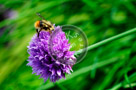 Chive_Blossoms_10_KTA3445
