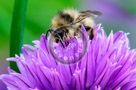Chive_Blossoms_12_KTA3576
