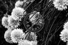 Chive_Blossoms_13_Black_N_White_KTA3600