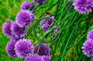 Chive_Blossoms_14_KTA3600
