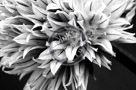 Chive_Blossoms_15_Black_N_White_KTA3464
