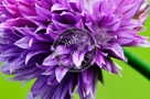 Chive_Blossoms_16_KTA3464