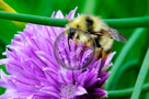 Chive_Blossoms_18_KTA3587