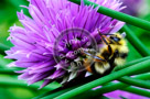 Chive_Blossoms_20_KTA3568