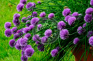 Chive_Blossoms_24_KTA3526