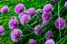 Chive_Blossoms_26_KTA3502