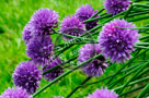 Chive_Blossoms_28_KTA3406