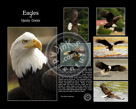 Collage_Eagle