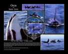 Collage_Orca