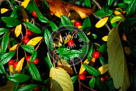 Cotoneaster_01_KMT7698