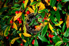 Cotoneaster_02_KMT7703