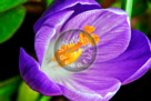 Crocus_01_KMT7882