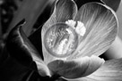 Crocus_03_Black_N_White_KMT7939