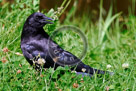 Crow_KMT4036