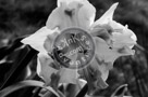 Daffodil_01_Black_N_White_KTA0635
