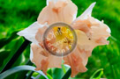 Daffodil_01_KTA0635
