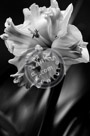 Daffodil_02_Black_N_White_KTA0558