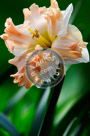Daffodil_02_KTA0558