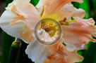 Daffodil_03_KTA0654