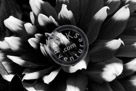Dahlia_001_Black_N_White_KMT4638