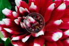 Dahlia_001_KMT4638