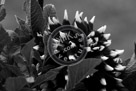 Dahlia_002_Black_N_White_KMT4660