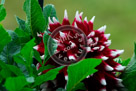 Dahlia_002_KMT4660