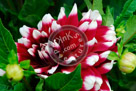 Dahlia_003_KMT4676