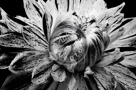 Dahlia_004_Infrared_KTB0752