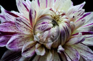 Dahlia_004_KTB0752