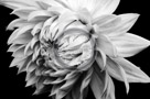 Dahlia_005_Black_N_White_KTB0105