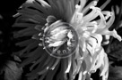 Dahlia_006_Black_N_White_KTB0183