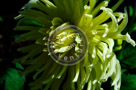 Dahlia_006_KTB0183