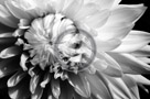 Dahlia_007_Black_N_White_KTB0282