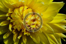 Dahlia_007_KTB0282