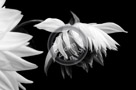 Dahlia_008_Black_N_White_KTB0307