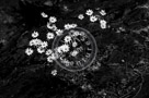 Daisies_Yellow_Black_N_White_KTA7797