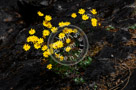 Daisies_Yellow_KTA7797