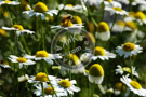 Daisies_and_Bee_DSC_0526