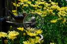 Daisies_and_Fountain_001_KTB0273