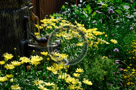 Daisies_and_Fountain_002_KTB0279