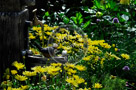 Daisies_and_Fountain_003_KTB0263