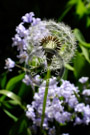 Dandelion_ DSC_0003
