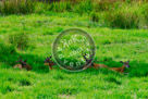Deer_KMT4148
