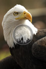 Eagle_Headshot