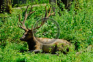 Elk_KMT4079
