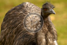 Emu_KMT7603